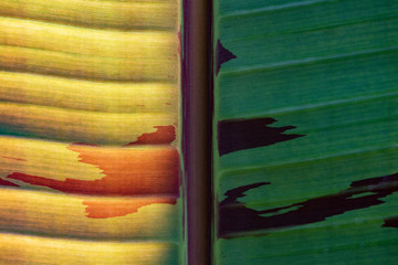 Green leaf texture with a dried area