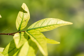 Light green leaves of a Wrightia religiosa plant close up