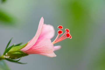 Fototapeta premium Hibiscus rosa sinensis (Snowflake Hibiscus, Shoe Flower, Chinese rose, Rosa mallow).