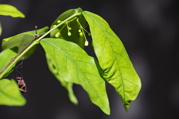Wrightia religiosa, closeup white flowers.