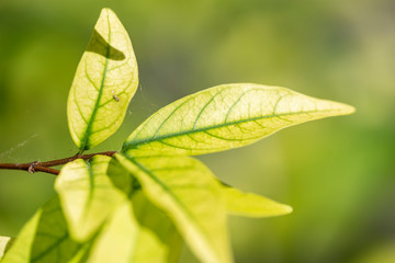 Light green leaves of a Wrightia religiosa plant close up