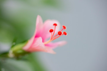 Hibiscus rosa sinensis (Snowflake Hibiscus, Shoe Flower, Chinese rose, Rosa mallow).