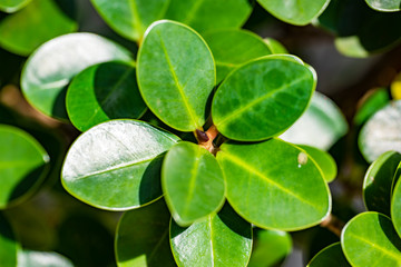 Green young leaves of Ficus Microcarp