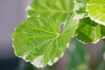 Green leaves of the plant Polyscias.