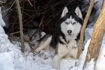 Dog lie on snow. Husky dog portrait on dark forest winter.