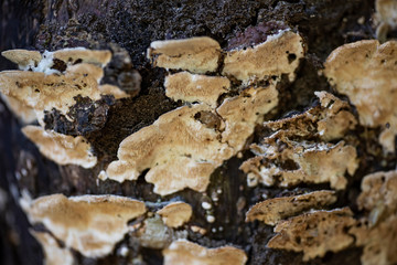 Colored mushroom on a tree trunk close up.