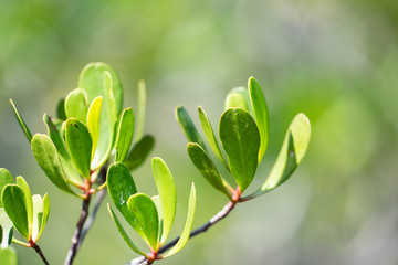 Leaves of mangrove trees close-up in natural light.