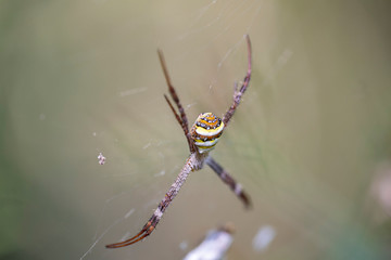 Macro image of an Argiope anasuja spider on a spider web.