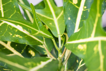 Green leaves of the plant Polyscias.