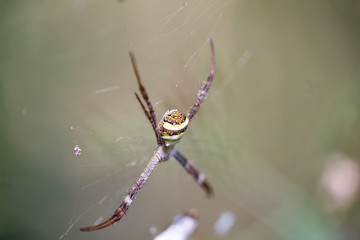 Macro image of an Argiope anasuja spider on a spider web.