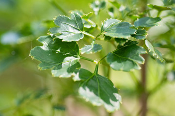 Obraz premium Green leaves of the plant Polyscias Guilfoylei close-up in natural light.