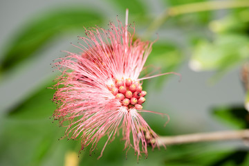 Red blooming flower Calliandra (Calliandra haematocephala) closeup.