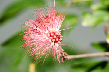 Red blooming flower Calliandra (Calliandra haematocephala) closeup.