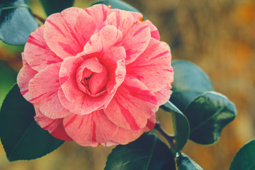 Pink Camellia flower,beautiful pink flower and buds blooming in the garden