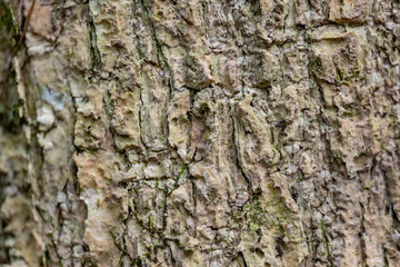 The bark of the mighty Ceiba tree close-up.