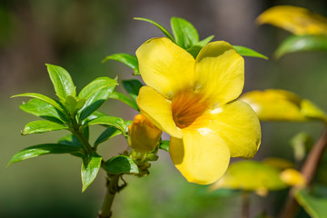 Obraz na płótnie Canvas Yellow flower of Allamand plant (Allamanda cathartica) closeup.