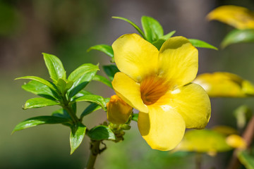Yellow flower of Allamand plant (Allamanda cathartica) closeup.