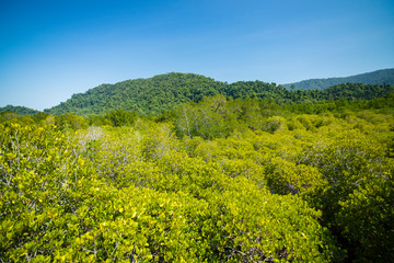 Wide viewing angle of mangrove forest.
