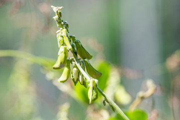 Melilotus officinalis plant, close-up in natural light.