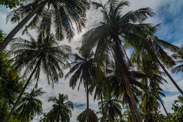 Fototapeta na wymiar Bottom view of tall palm trees against a blue sky.
