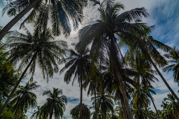 Fototapeta na wymiar Bottom view of tall palm trees against a blue sky.