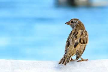Sitting Cyprus sparrow