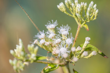 Plant Chromolaеna odorata close-up in natural light.
