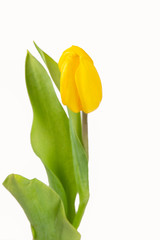 Obraz premium Beautiful yellow tulips with leaves isolated on white background. Spring flowers and plants.Holiday backgrounds