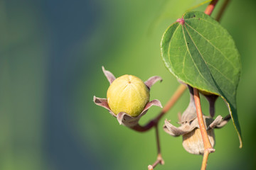 Ipomea pes-caprae close up.