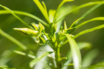 Thevetia peruviana (Cascabela thevetia) - plant in nature, close-up. Thailand, Koh Chang Island.