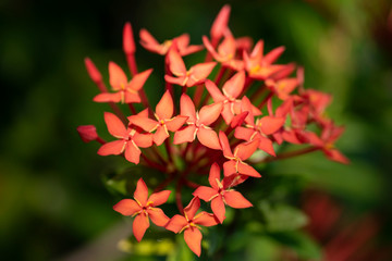 Beautiful red flowers of the plant Ixora chinensis in natural light.