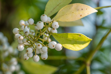 Evergreen Calophyllum plant close-up with natural lighting.