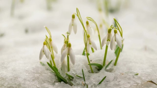 Melting snow snowdrop flower bloooming fast in spring Time lapse