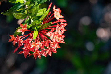 Beautiful red flowers of the plant Ixora chinensis in natural light.