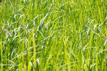 Light green grass on a blurred background.