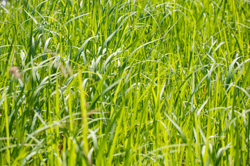 Light green grass on a blurred background.