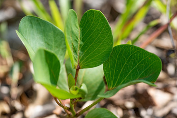 Green leaves of Ipomea pes-caprae close up.