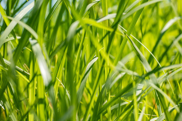 Light green grass on a blurred background.