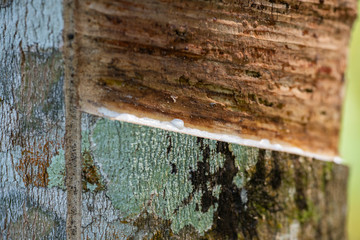Cut the bark of the tree Hevea close-up.