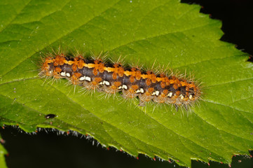 Euplagia quadripunctaria (PODA, 1761) Spanische Fahne , Russischer Bär , Raupe DE, RLP, Reil (Mosel) 23.05.2015