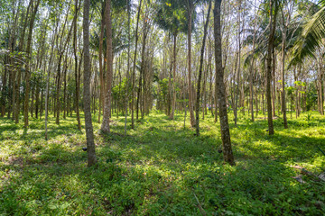 Obraz premium Wide viewing angle of the plantation Gevea for collecting juice.