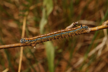 Malacosoma neustria (LINNAEUS, 1758) Ringelspinner, Raupe DE, RLP, Starkenburg, Mosel 23.05.2015