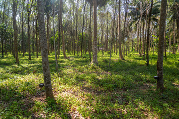 Wide viewing angle of the plantation Gevea for collecting juice.