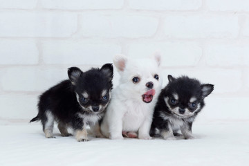 くっつく3匹のチワワ子犬