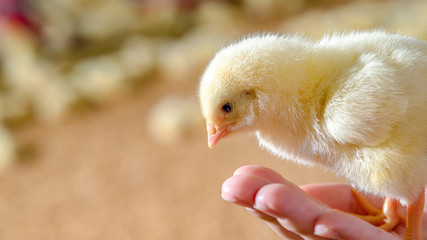 Little cute Chicken chick in hand of Animal husbandry