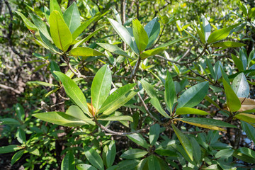 Mangrove leaves in natural light.