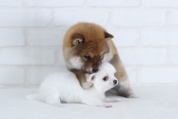 じゃれあう柴犬とチワワ
