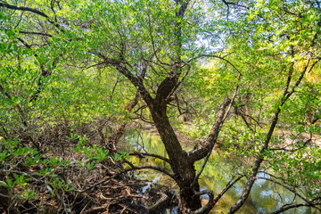 Mangrove forest on Koh Chang island, Thailand.