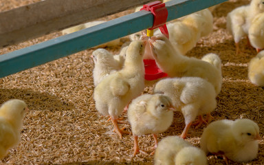 Little yellow chicken chicks in feeding water © chayakorn
