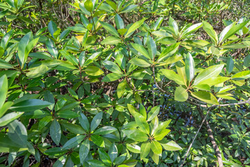 Obraz premium Mangrove leaves in natural light.